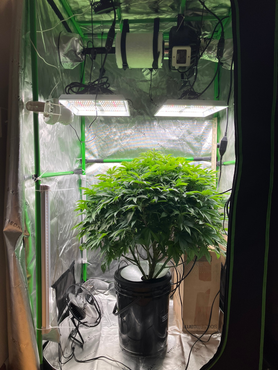 Starting_DWC_Dec19