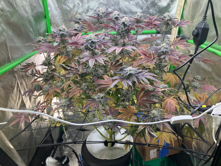 Starting_DWC_Dec18