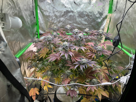 Starting_DWC_Dec9