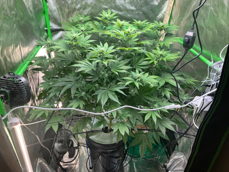 Starting_DWC_Nov10th