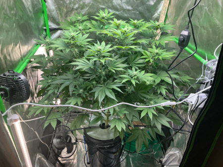 Starting_DWC_Nov10