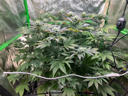 Starting_DWC_Nov20