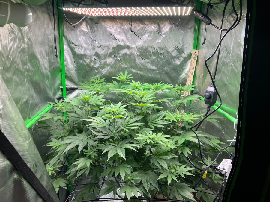 Starting_DWC_Nov3