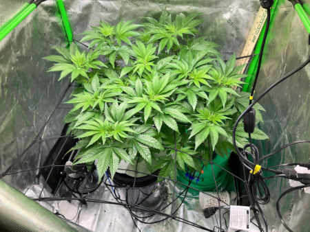 Starting_DWC_Oct13th