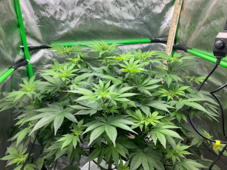 Starting_DWC_Oct29th