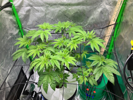 Starting_DWC_Oct7th