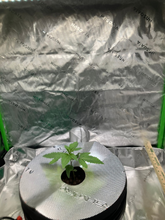 Starting_DWC_Sept14