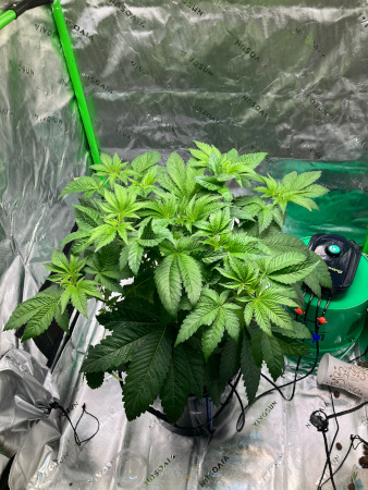 Starting_DWC_Sept30th